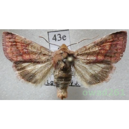 Pyrrhia purpura (Hübner, 1817) Czech43e